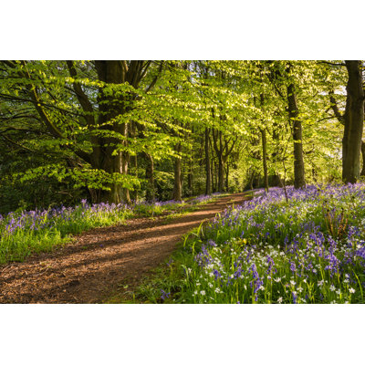 Bluebell Wood by Daverhead - Wrapped Canvas Print