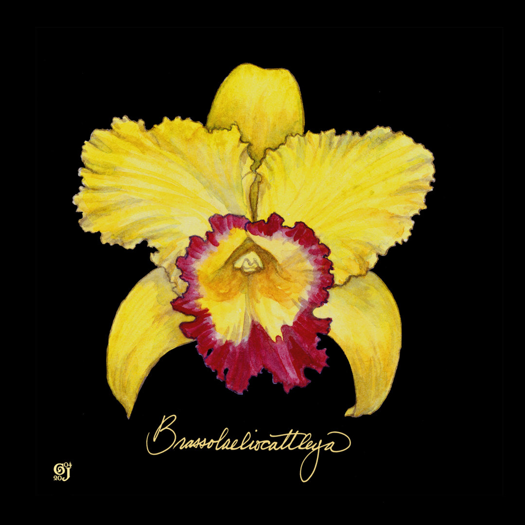 Leinwandbild Vivid Orchid VII von Ginny Joyner