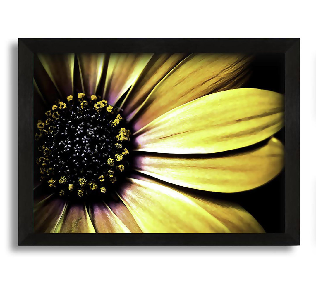 Gerahmtes Leinwandbild Golden Black Daisy