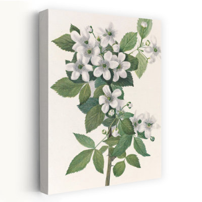 Highbush Blackberry From North American Wildflowers By Mary Vaux Walcott. Contemporary Wall Art