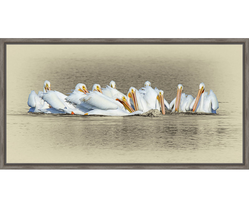 " White Pelicans " Print