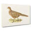 Pheasant by Von Wright - Wrapped Canvas-55366540