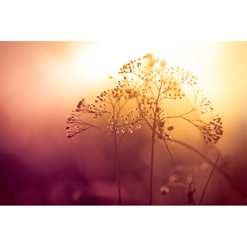 Silhouette de fleurs sauvages séchées par Jasmina007, H 32 po x l 48 po