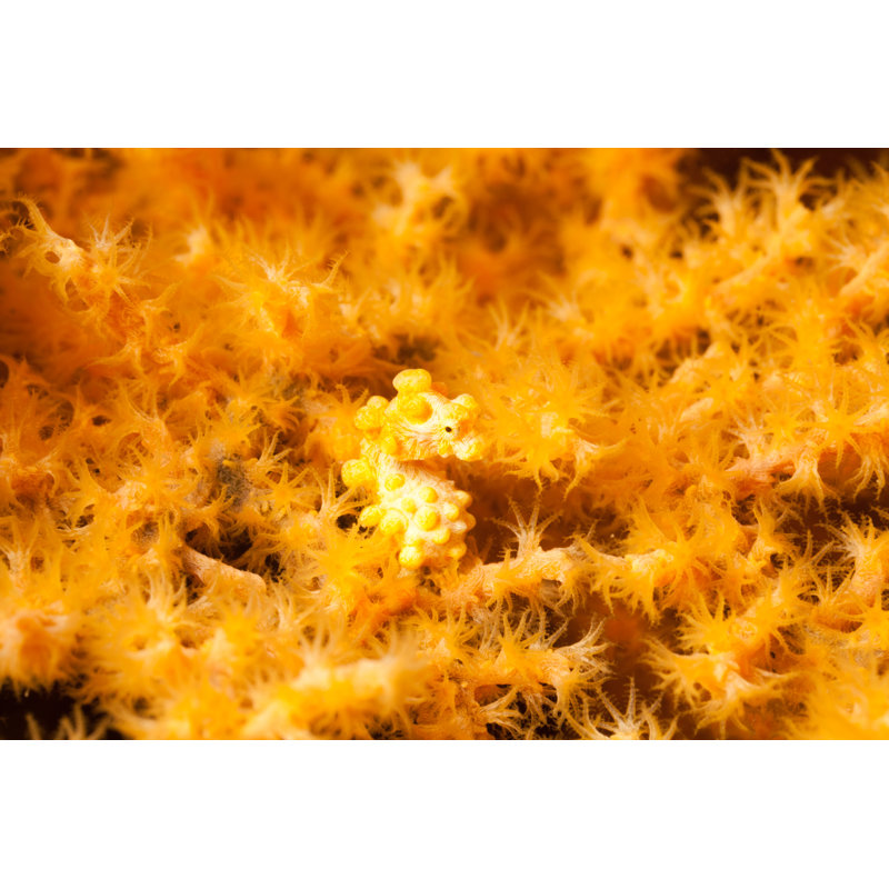 Pygmy Seahorse - Wrapped Canvas Print, 61cm H x 91cm W