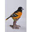 Oriole on Branch Statue