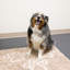 Napperon Perro & Gato-78370605-78370606
