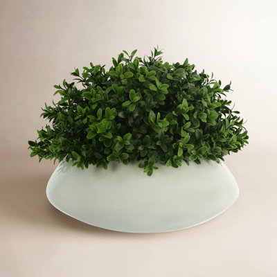 Weatherhill 11" Boxwood Plant in Planter