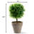 6.1'' Faux Foliage Topiary in Pot