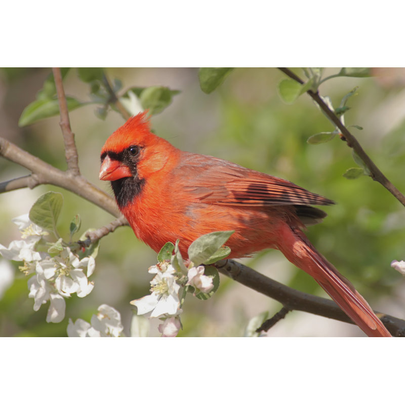 Northern Cardinal (Cardinalis) - Wrapped Canvas Print, 30cm H x 46cm W x 3.8cm D