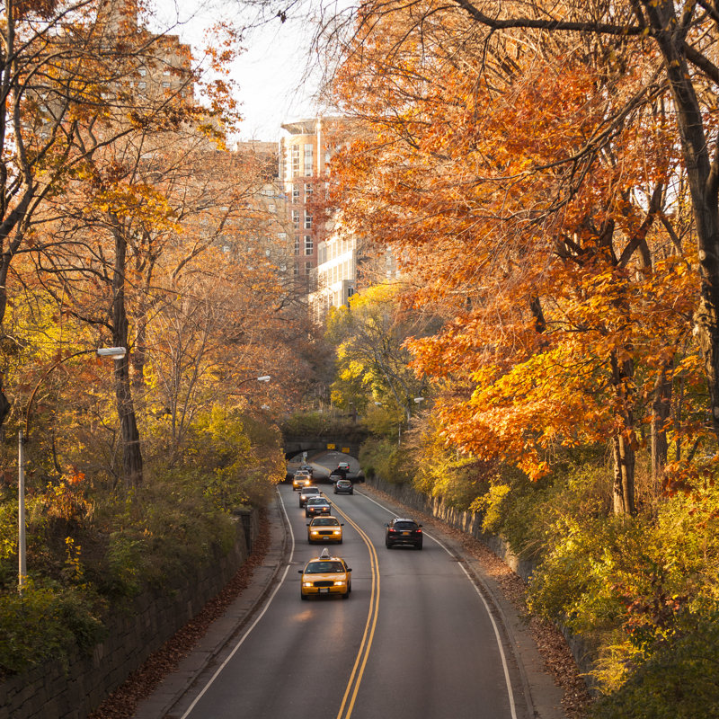 Road With Yellow Taxi's In Central Park by Travel_Motion - No Frame Art Prints on Canvas, 51cm H x 51cm W