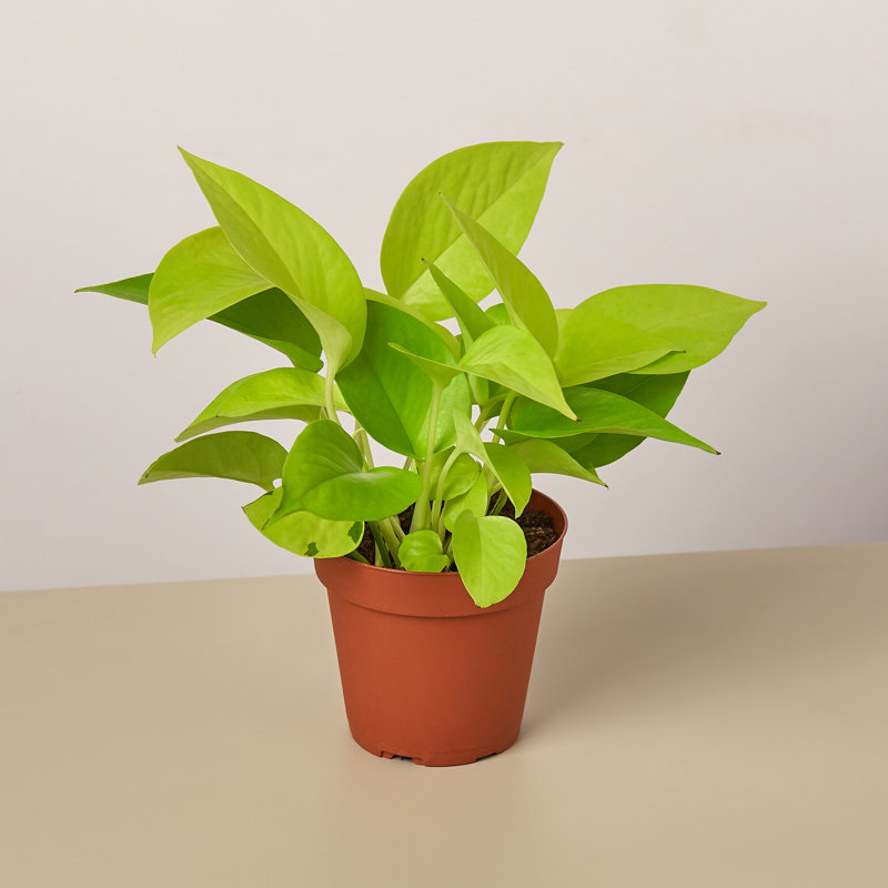 House Plant Shop Live Foliage Plant