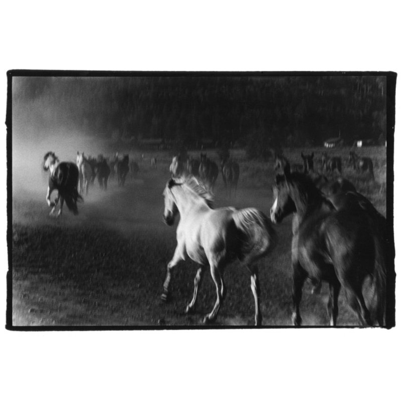 Hoof Dreams Print by Raab, Amy, 30'' H x 45'' W, Walnut Single Picture Framed