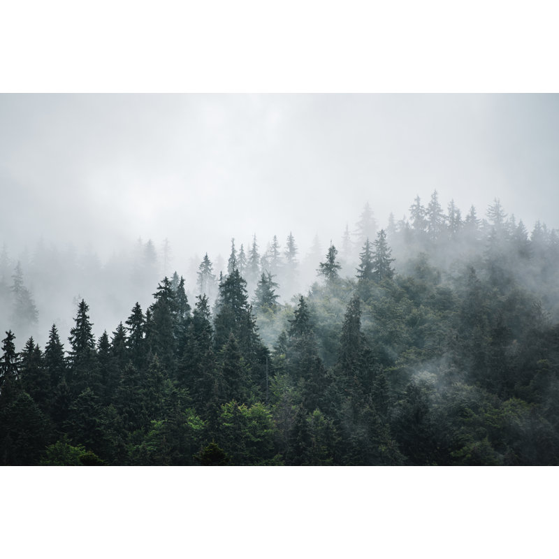 «Misty Pine Ridge Evergreen Forest», art mural sur toile tendue, H 16 po x l 24 po