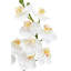 FLORAL ORCHID PHALE 2 STEM POT WHITE 24IN-1663941886