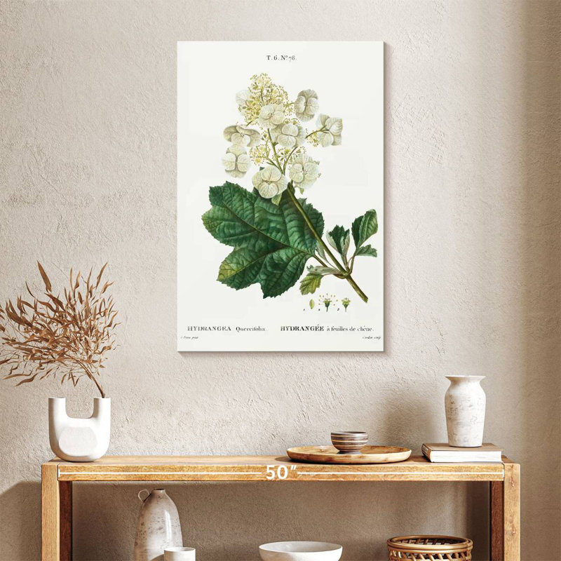 Keiri Oakleaf Hydrangea, 36" H x 24" W