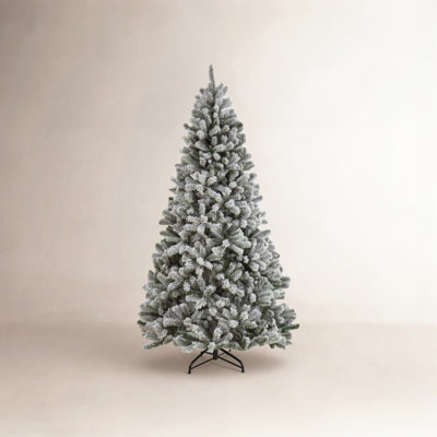 Spruce Tree