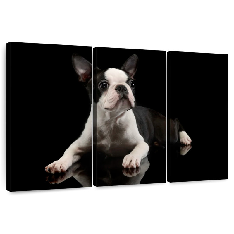 Brampt Young Boston Terrier, 24" H x 38" W