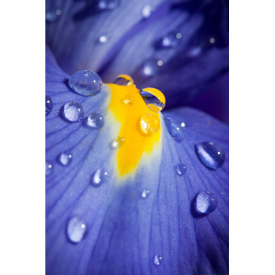 Blue Iris with water drops 1 Piece Wrapped Canvas Wall Art