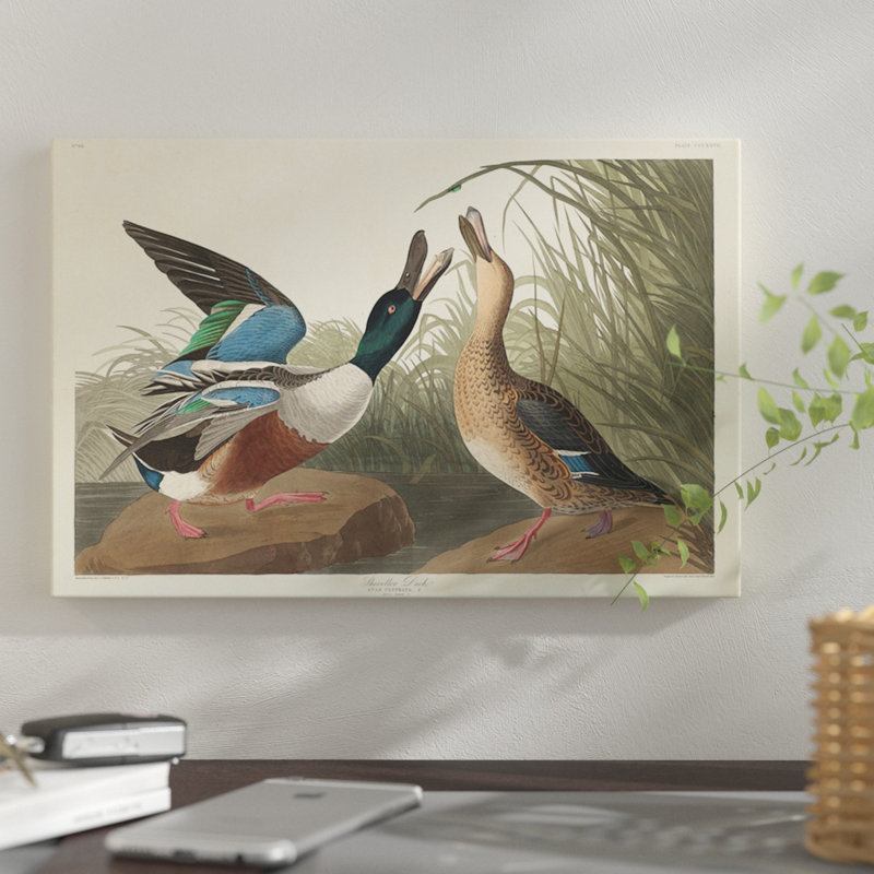 « shoveller duck », impression sur toile, H 8 po x l 12 po x P 0,75 po, Toile tendue, Pas de tapis
