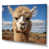 Wrapped Canvas