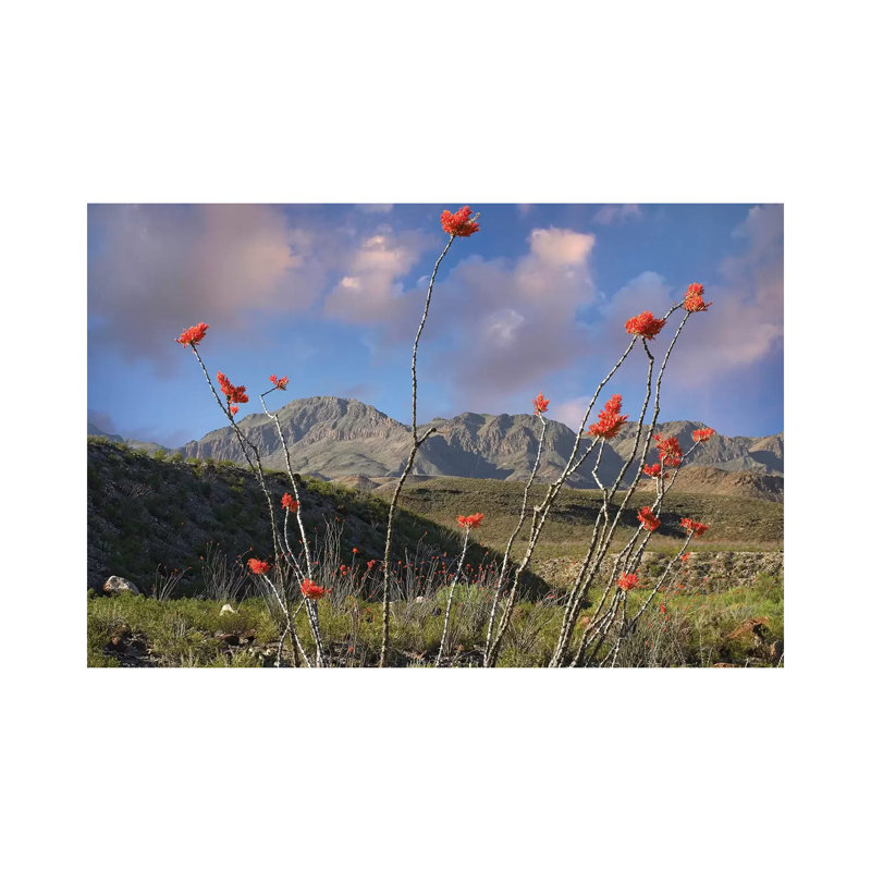 Ocotillo, Big Bend Ranch State Park, Chihuahuan Desert, Texas by Tim Fitzharris - Wrapped Canvas Print