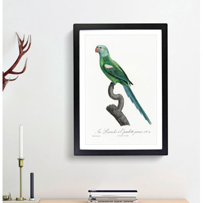 Yellow-Shouldered Amazon Macaw Parrot by F. Levaillant - Picture Frame Graphic Art Print