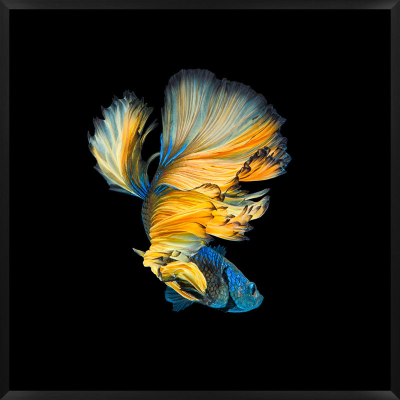 «Halfmoon Betta 1» par Mat Sanders - Photographie d'un seul cadre