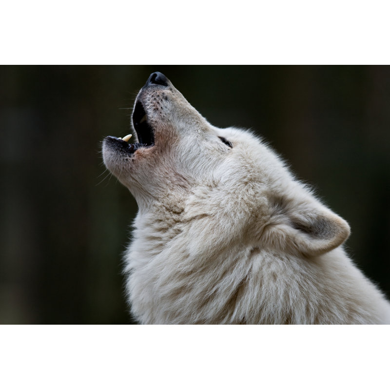 Arctic Wolf - Wrapped Canvas Print, 51cm H x 76cm W x 3.8cm D