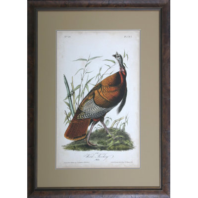 Audubon Wild Turkey Print by Audubon