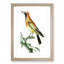 Orange Paradise Bird by George Shaw - Framed Print-55616200-55616203