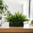 Kenley Outdoor UV Rated Fern in Rectangular Planter-1530546432-1506924290