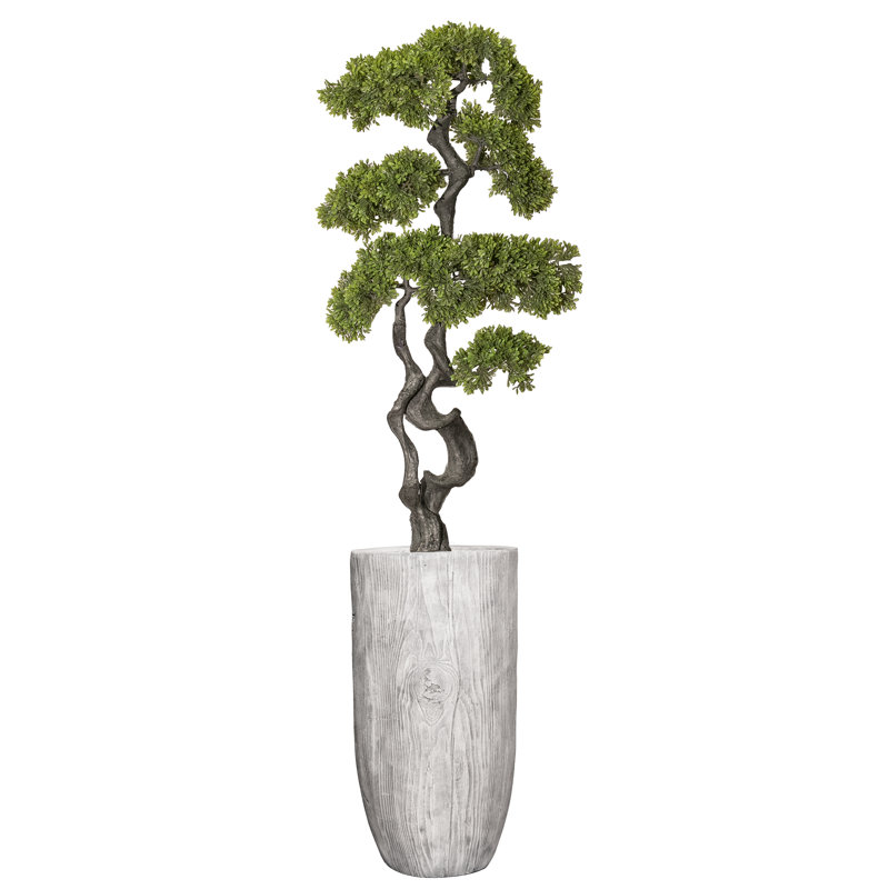 Panama Bonsai en pot