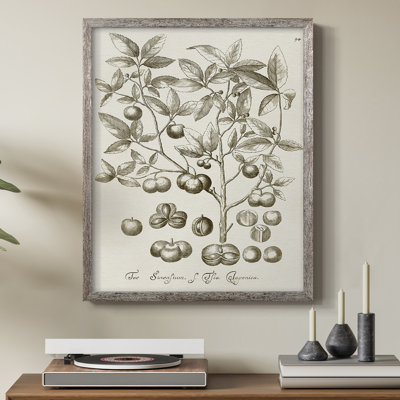 Sepia Botanical Journal II Framed Print - Solid Wood