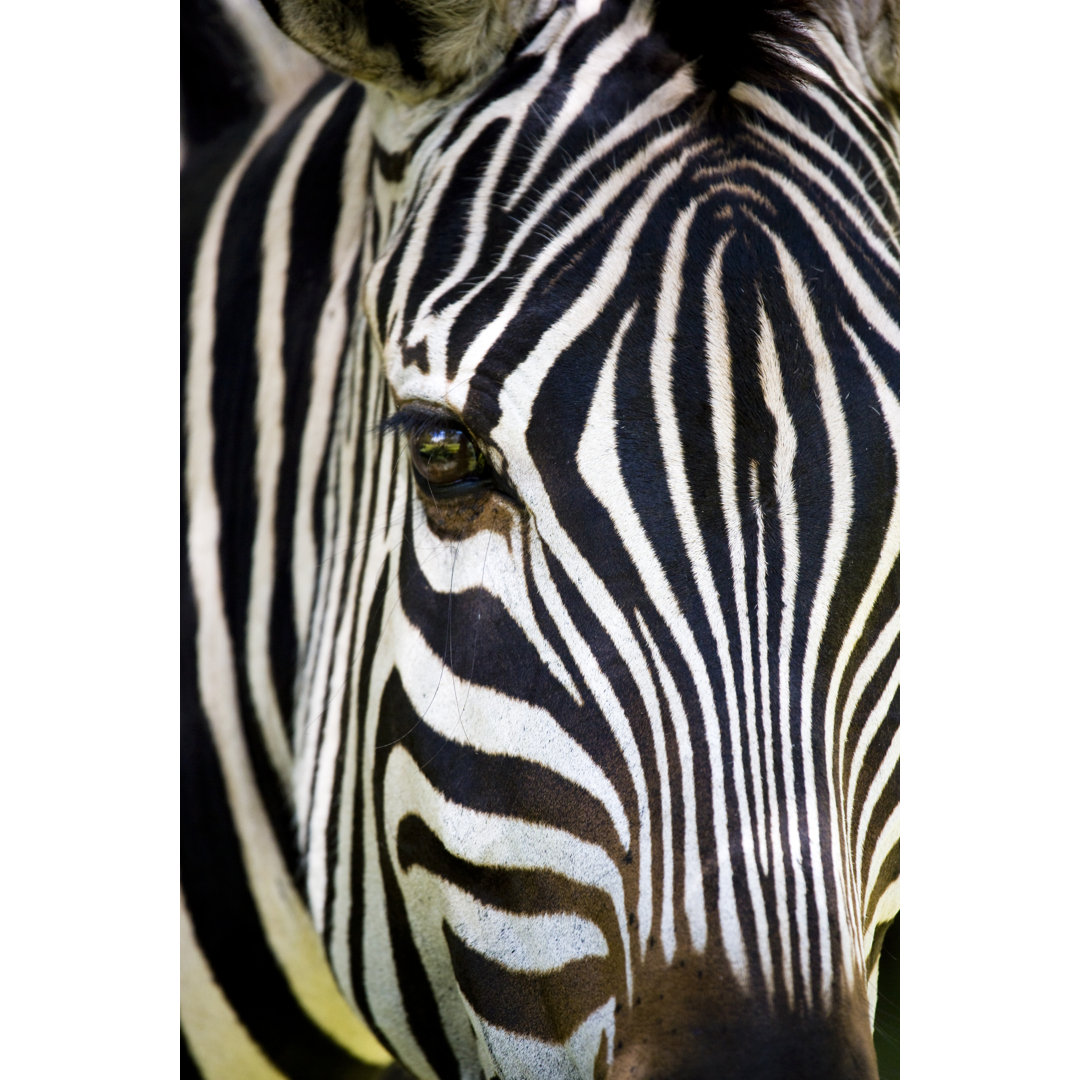 Burchell's Zebra von AYImages - Leinwandbild