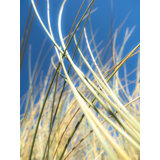 Dune Grasses Print by Petra Trimmel