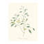 Herb Garden IV Print by Sara Brown-26773227-26773228