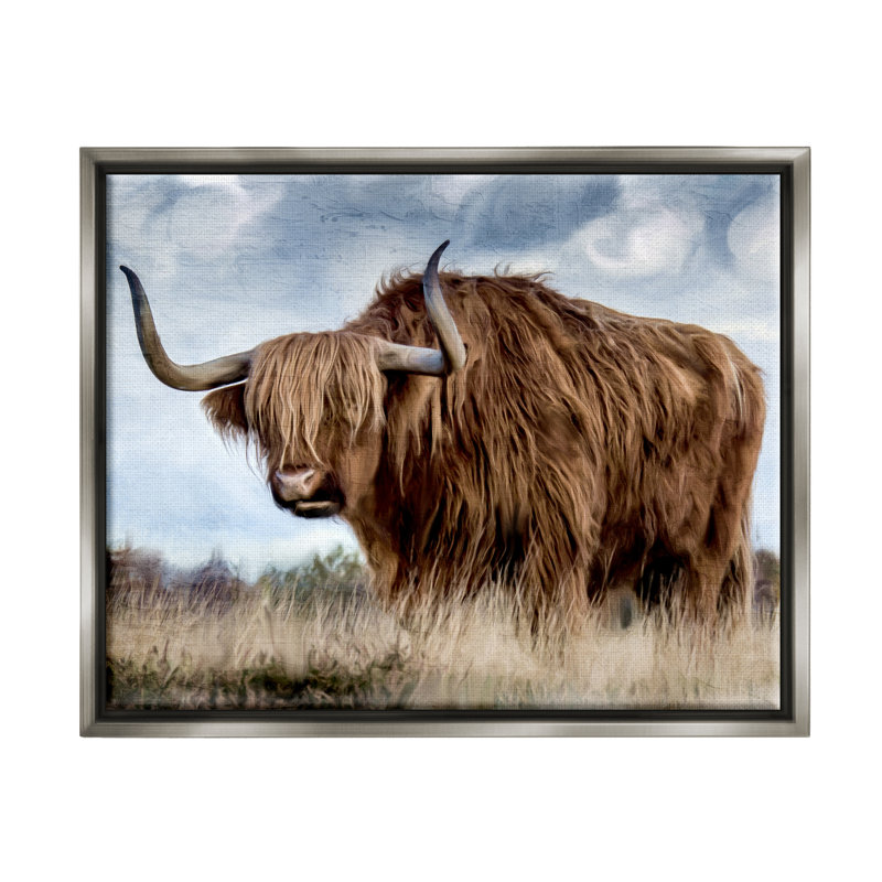 Bétail des Highlands dans un champ, Cadre flottant gris lustré, H 17 po x l 21 po x P 1,7 po