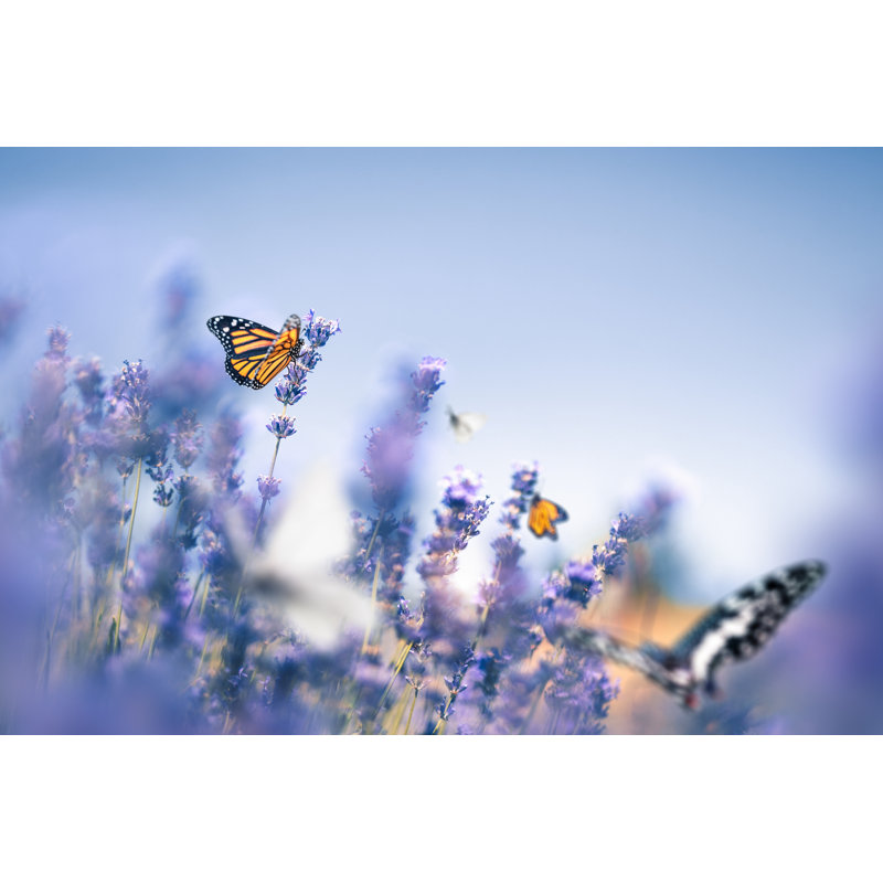 Lavender Field With Butterflies by Borchee - Wrapped Canvas Print, 30cm H x 46cm W x 3.8cm D