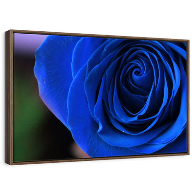 Bleu rose arbuste