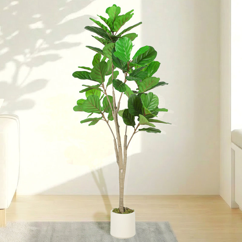 150cm Plant