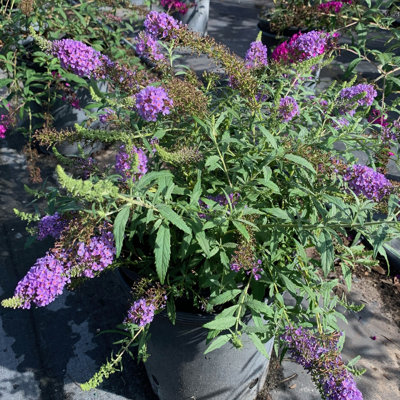 Primrue Live Flowering Plant in Plastic Pot