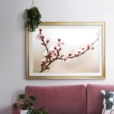 " Cherry Blossom Study I "