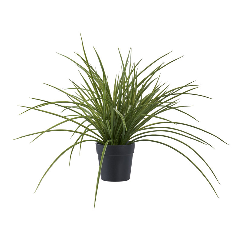 Annatina 45cm Grass Plant