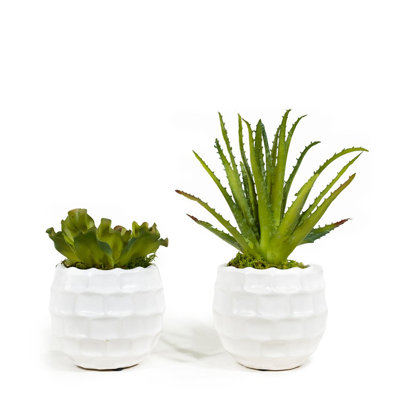 Succulent Plant