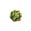 Tige de plante grasse-678234795-678174722