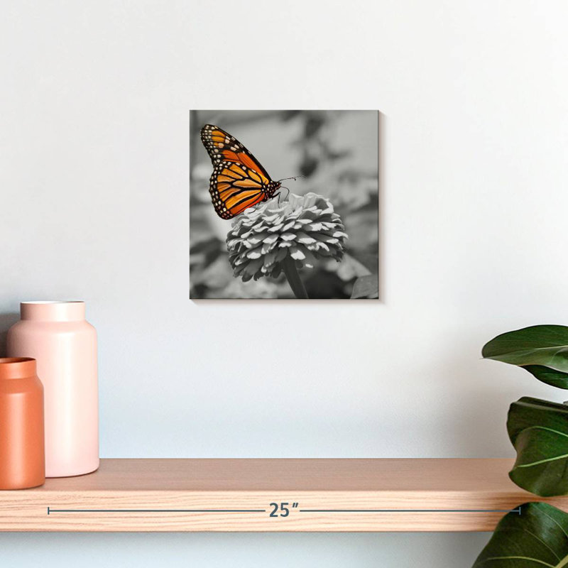 Papillon Brampt