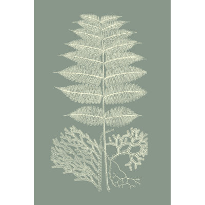 Ferns on Sage V by Vision Studio - Painting Print