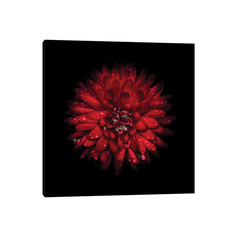 Red Mum by Brian Carson - Wrapped Canvas Print, 30.48 cm H x 30.48 cm W