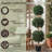 Primrue Set of Two Hedyotis Artificial Trees