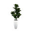 70" Fiddle Leaf Plant